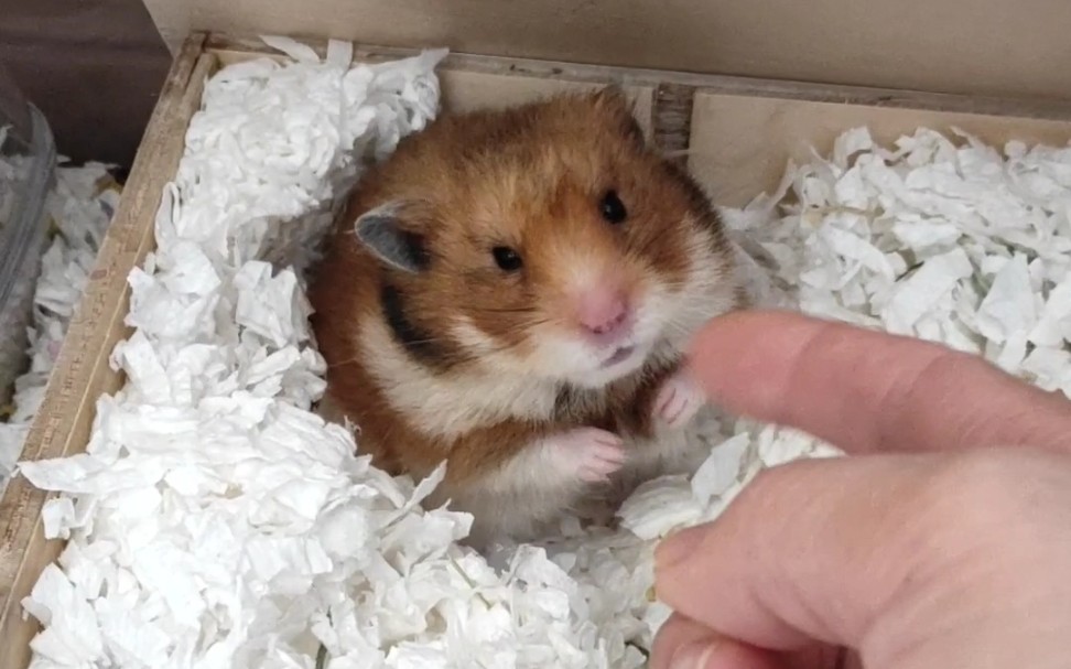 可怜弱小又无辜