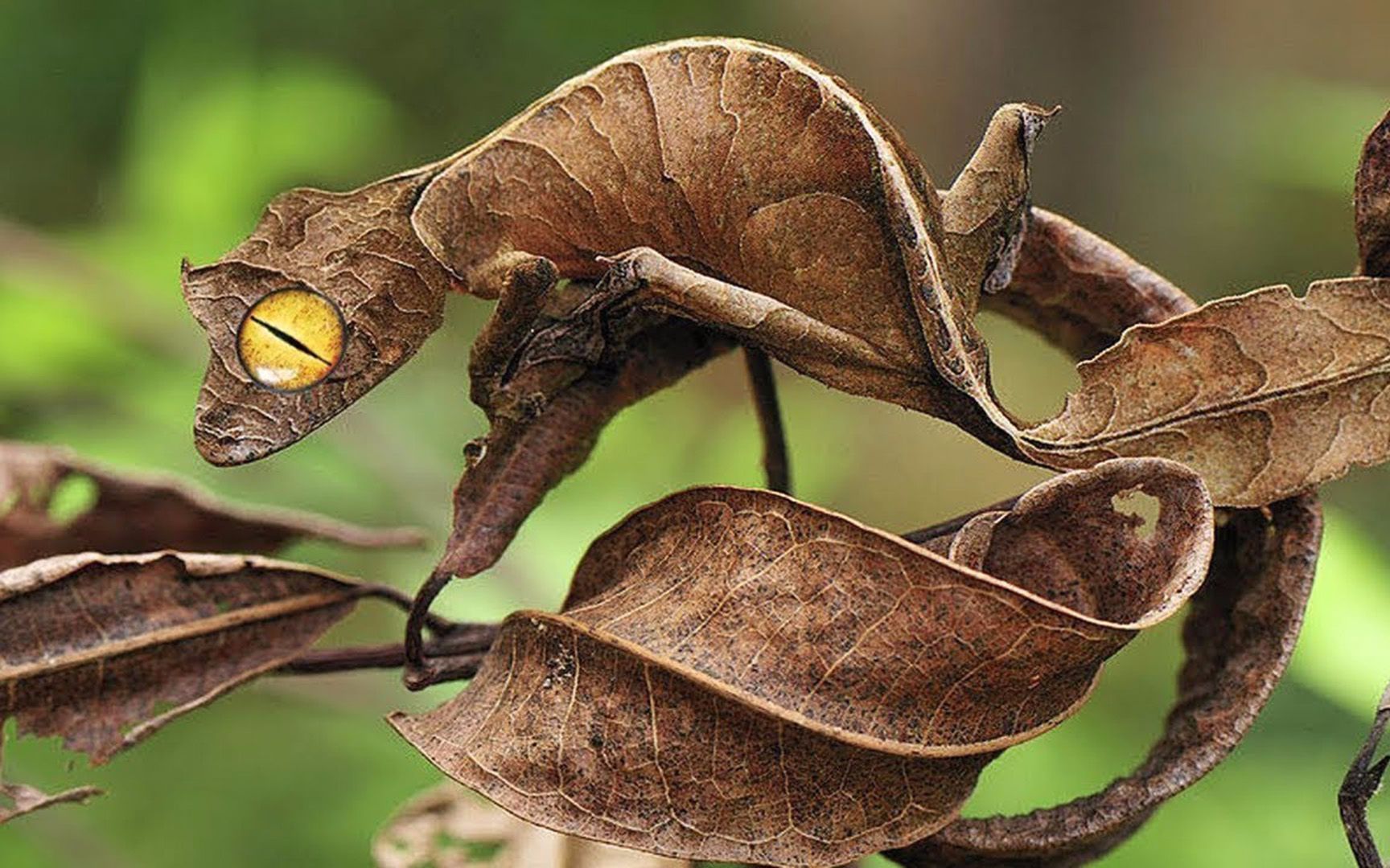 世界上最会伪装自己的5种动物,肉眼极难发现!