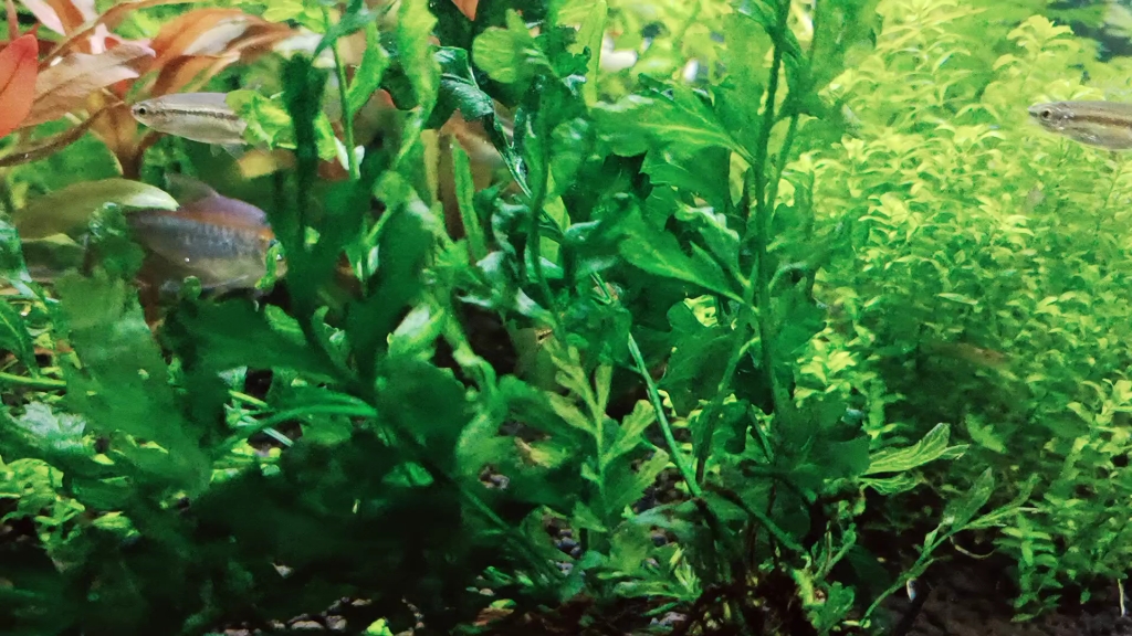 金线丽纹细鲫-冷水鱼,有点儿像麦穗鱼,颜值不输灯鱼