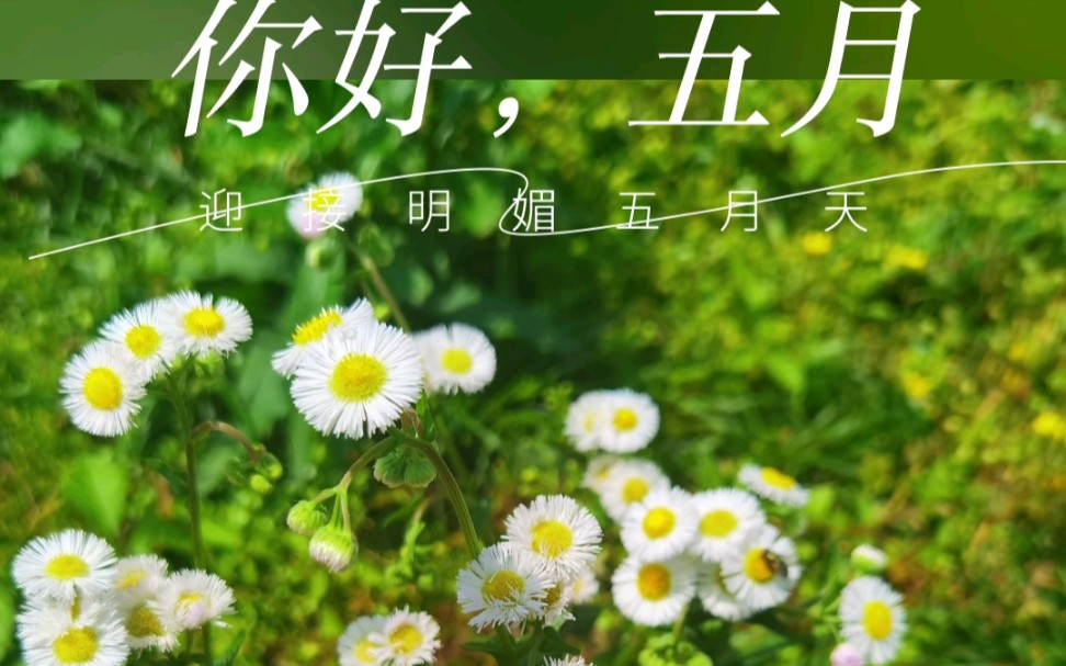 你好,五月|迎接明媚五月天 小区里拍的[太阳]|各种各样的花[玫瑰]