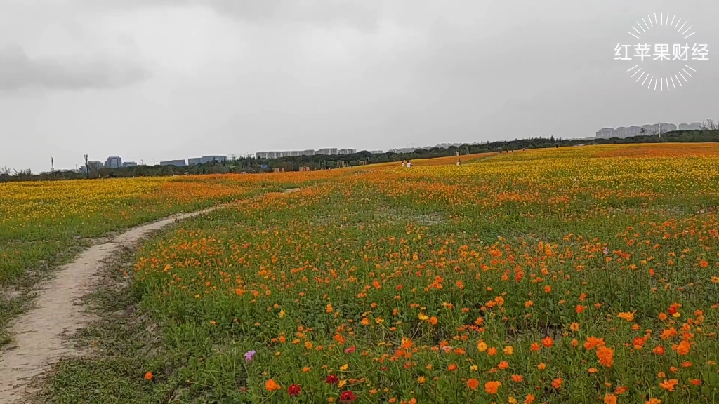 上海美丽的花海,你知道是在哪吗?哔哩哔哩bilibili