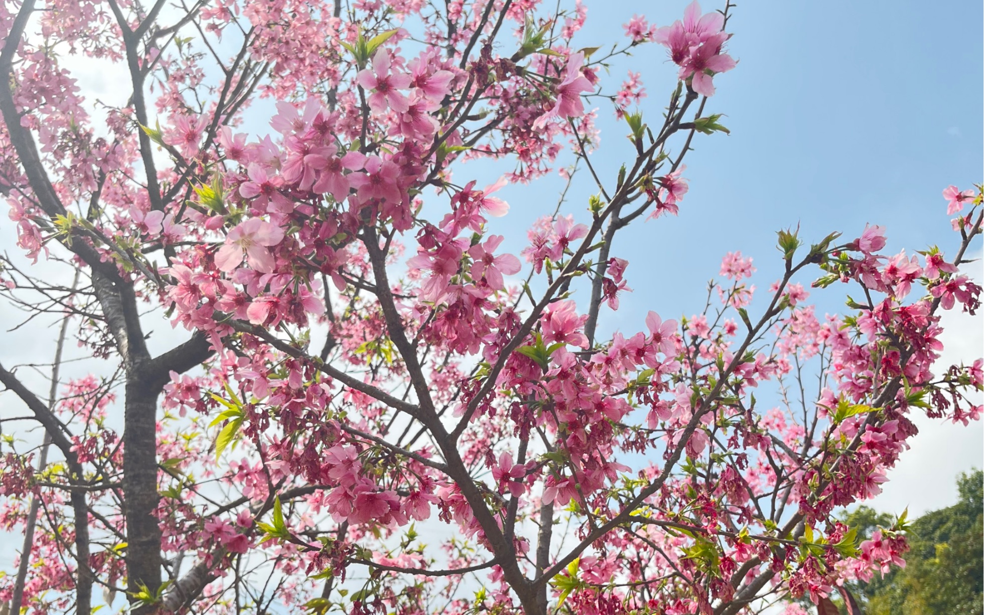 [图]是广州樱花呀