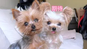 睡完午觉就乖乖等着下午的小水果