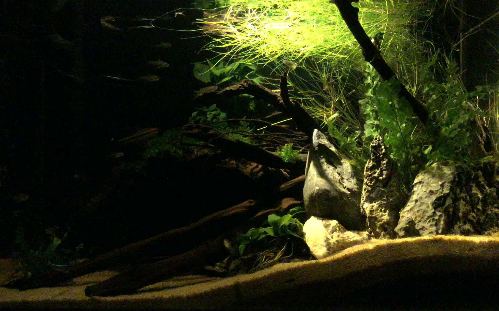 【南美风草缸】