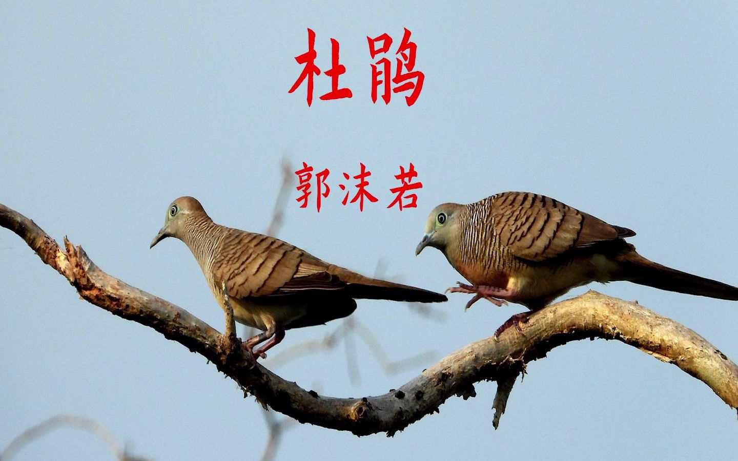 《杜鹃》郭沫若