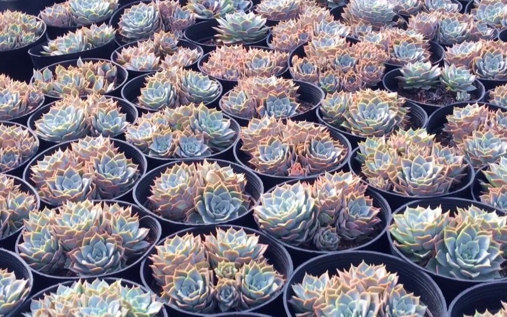 小言满足肉友要求大片芙蓉布朗带你过够眼瘾逐渐上色好漂亮