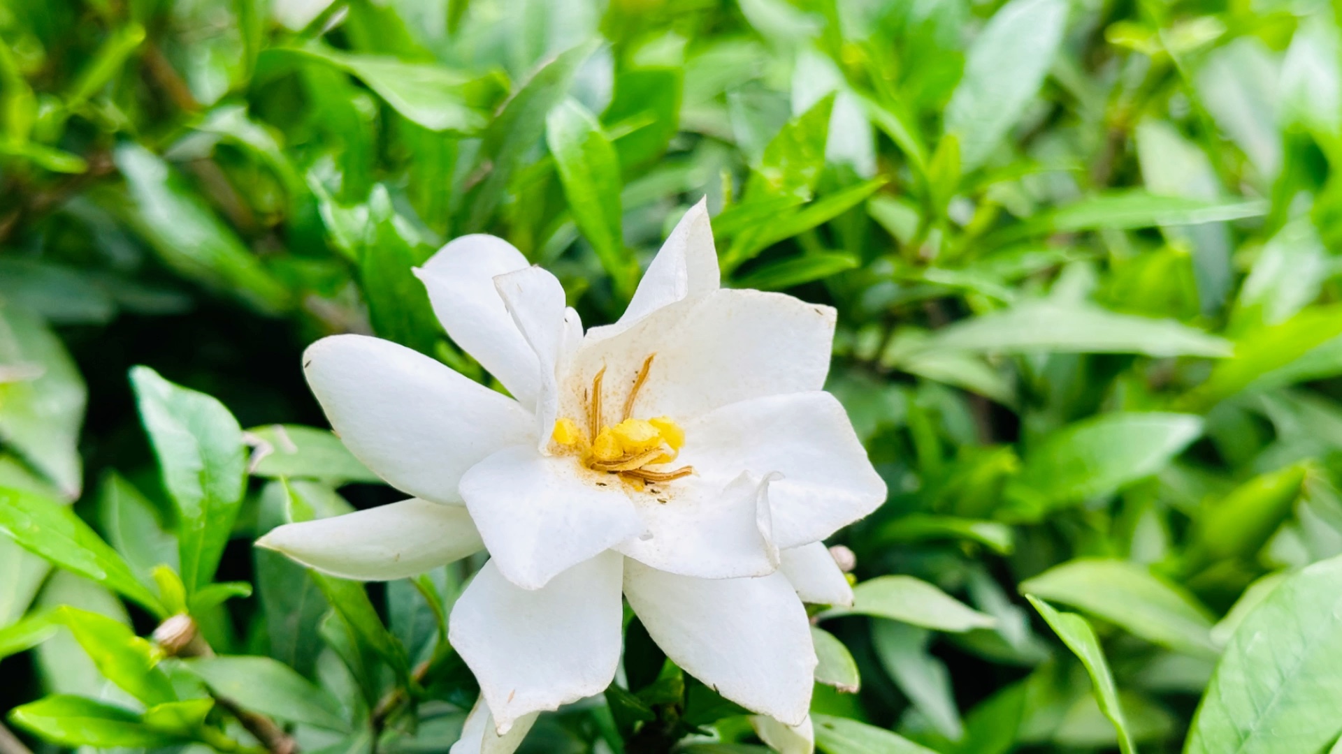 花坛里的栀子花呀