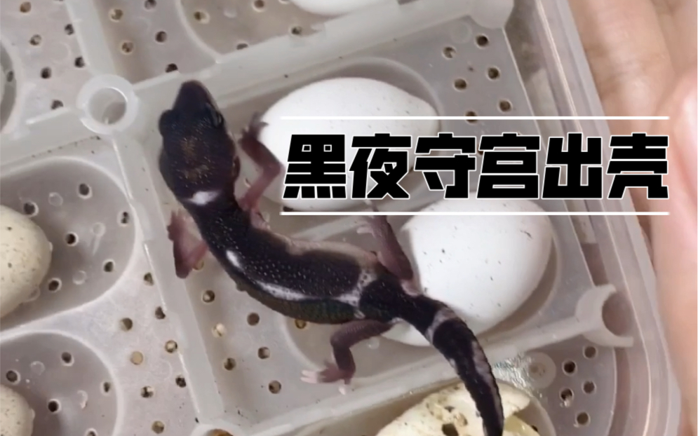 黑夜守宫出壳啦