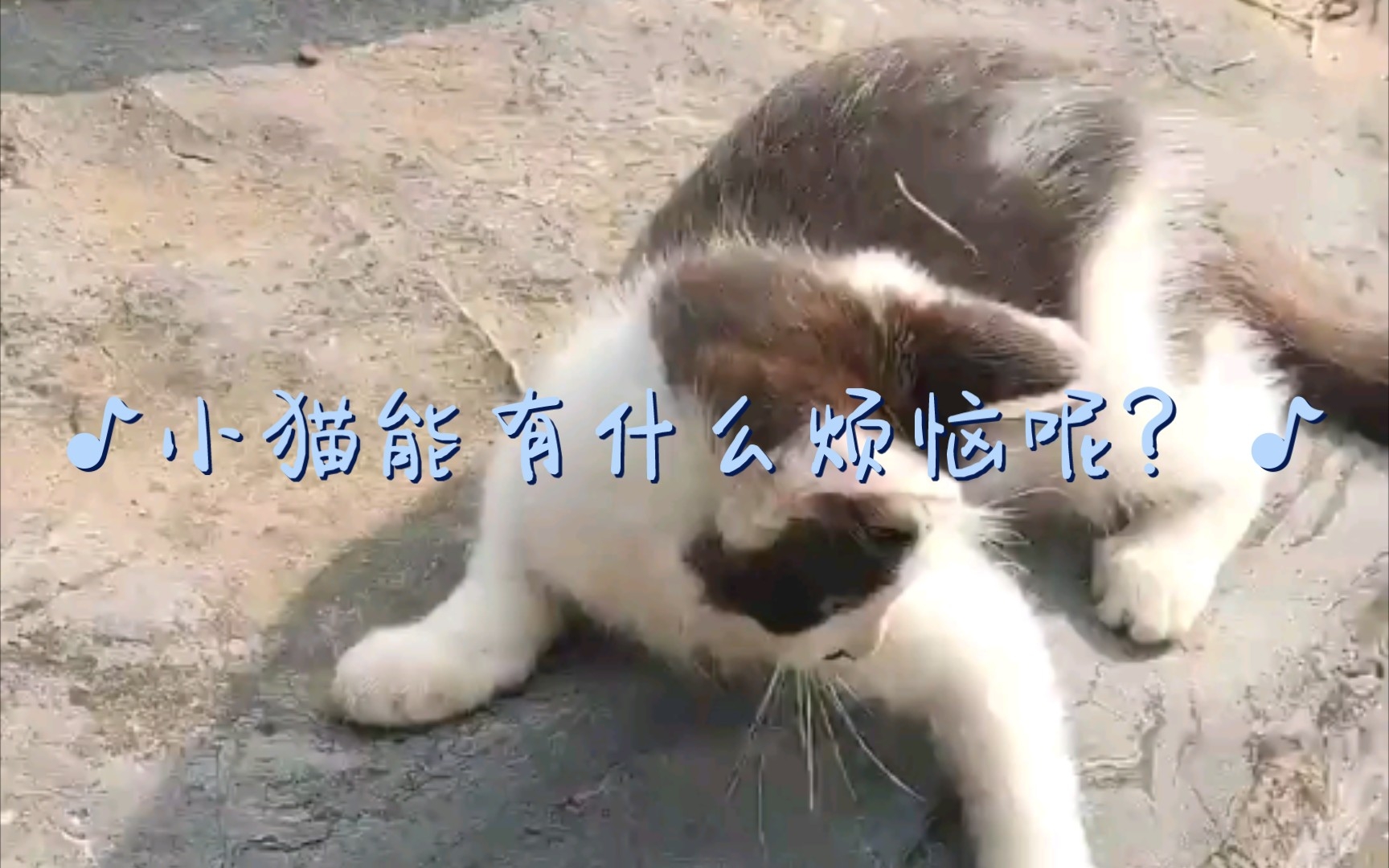 【徐州医科大学猫咪】小猫能有什么烦恼呢?哔哩哔哩bilibili