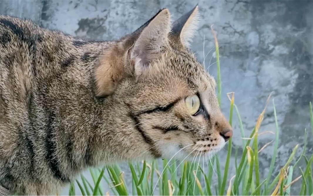 捕猎现场(她肯定觉得我是猪队友)