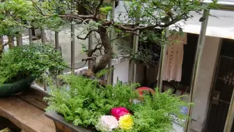 7月3日花开记录 没有太阳 这花照样开的很好啊 哔哩哔哩 Bilibili