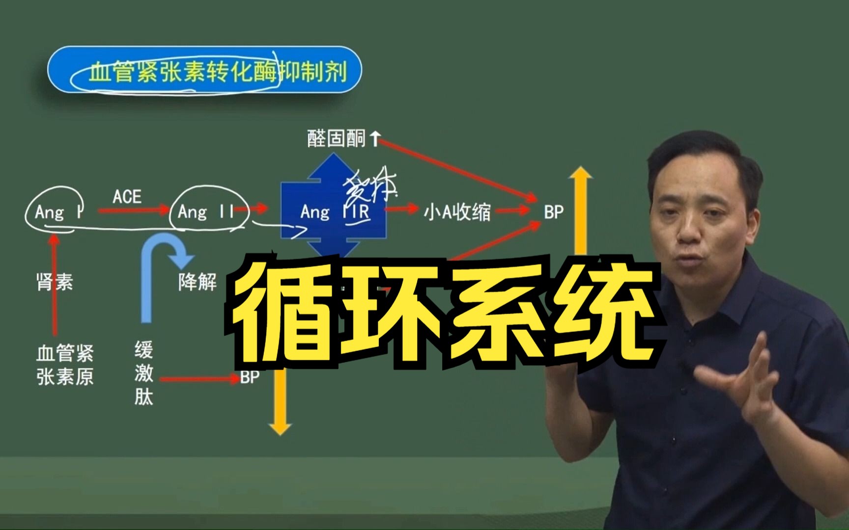 血管紧张素转化酶抑制剂(一),东帆老师记忆方法!牢记知识点,提高做题正确率哔哩哔哩bilibili