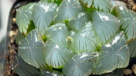 巨大化赤线玉露