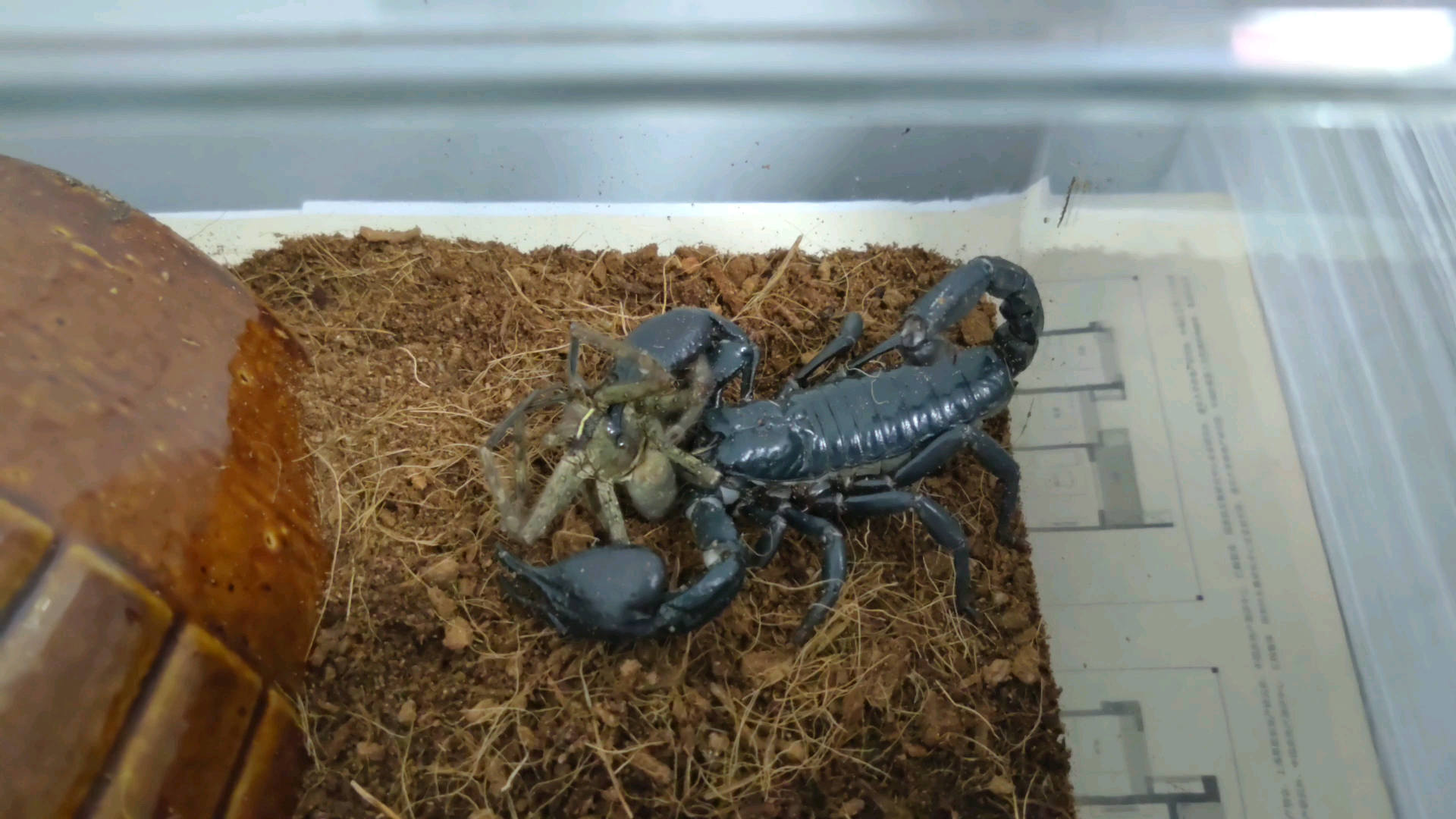 彼得异蝎蝎子莱莱把蜘蛛侦探吃了