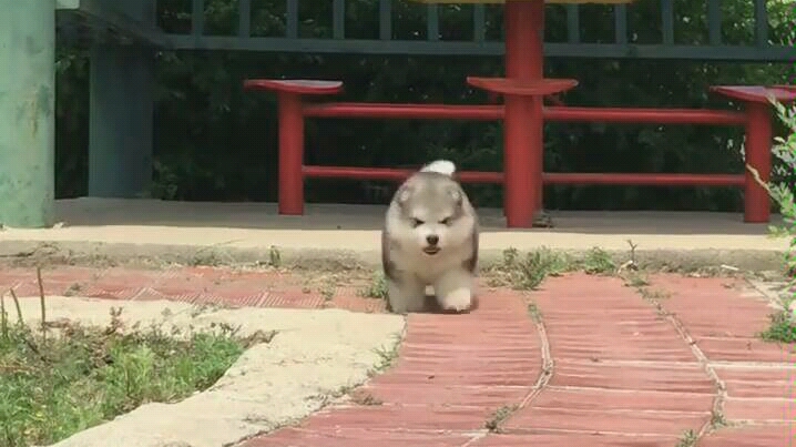 柴犬哈士奇幼犬哔哩哔哩bilibili