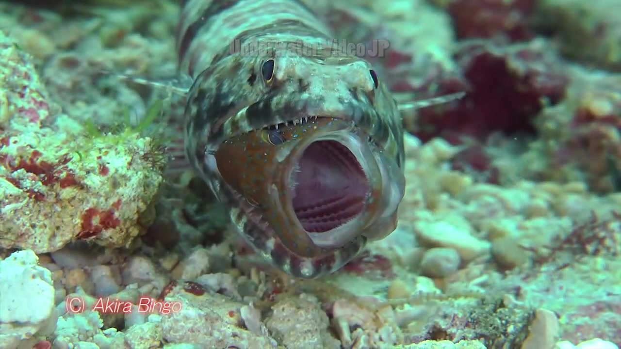 【youtube】狗母鱼,如同爬行动物的鱼 Lizardfish Snakefish 狞猛 捕食 水中映像哔哩哔哩bilibili