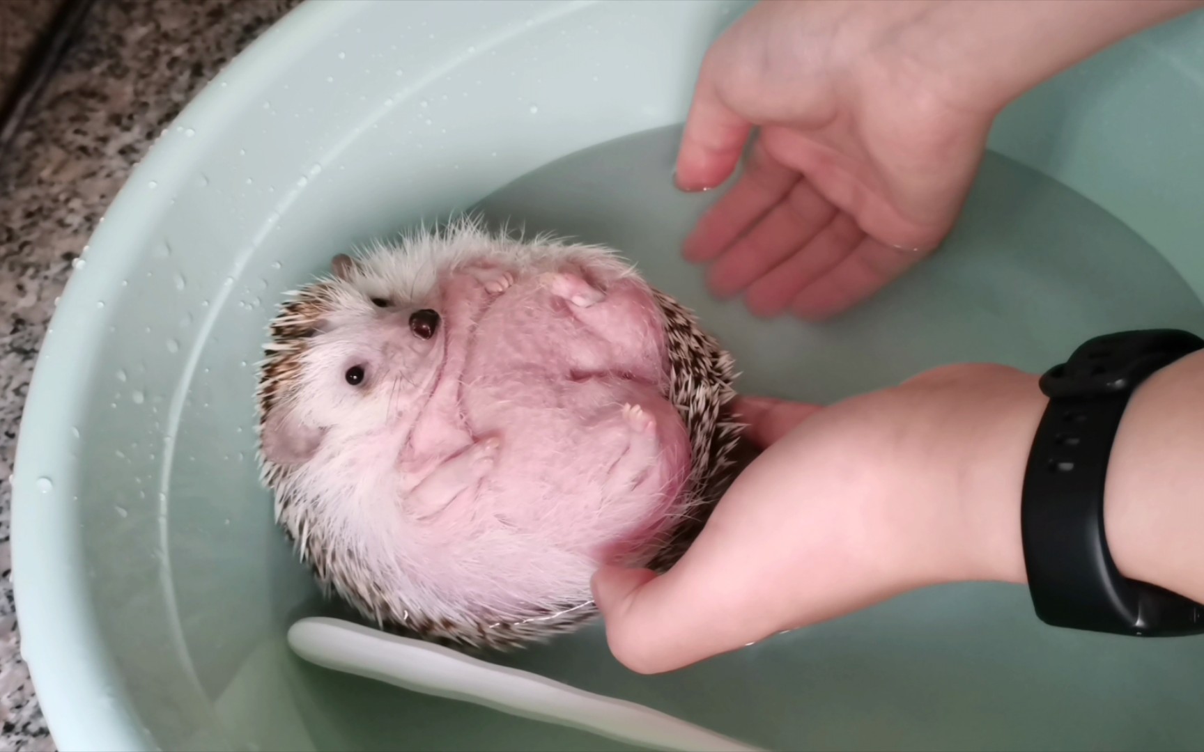 拥有一只爱洗澡的猪是什么体验？_哔哩哔哩_bilibili