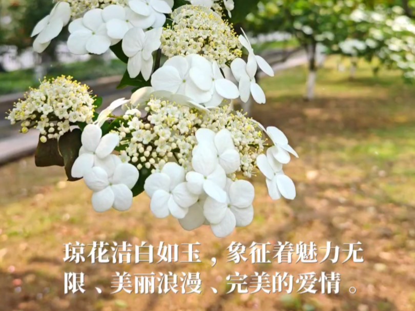 4 月象征完美爱情的琼花花开正盛,一起去看看吧!哔哩哔哩bilibili