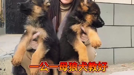 德牧就是德国牧羊犬哔哩哔哩bilibili