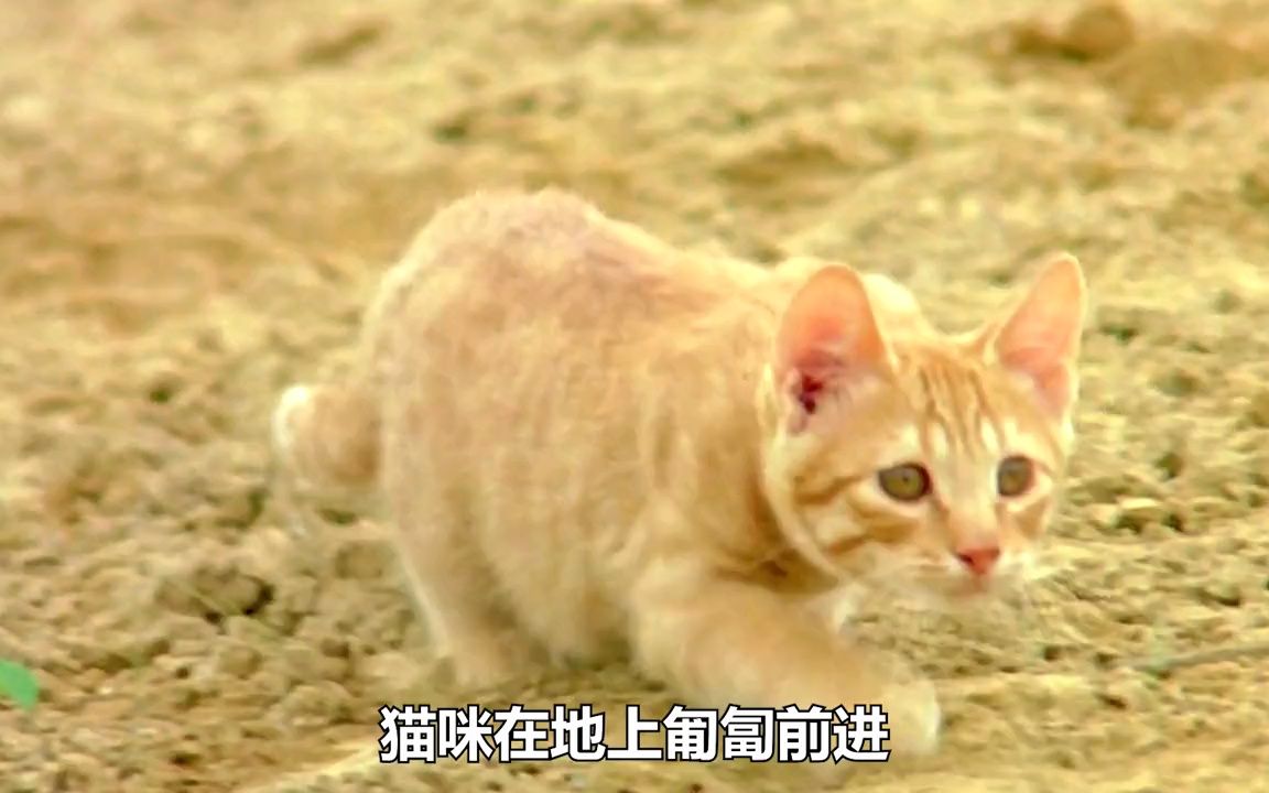 一口气看完《子猫物语》哔哩哔哩bilibili