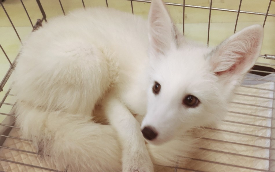 白化赤狐老板20190706_哔哩哔哩 (゜-゜)つロ 干杯~-bilibili