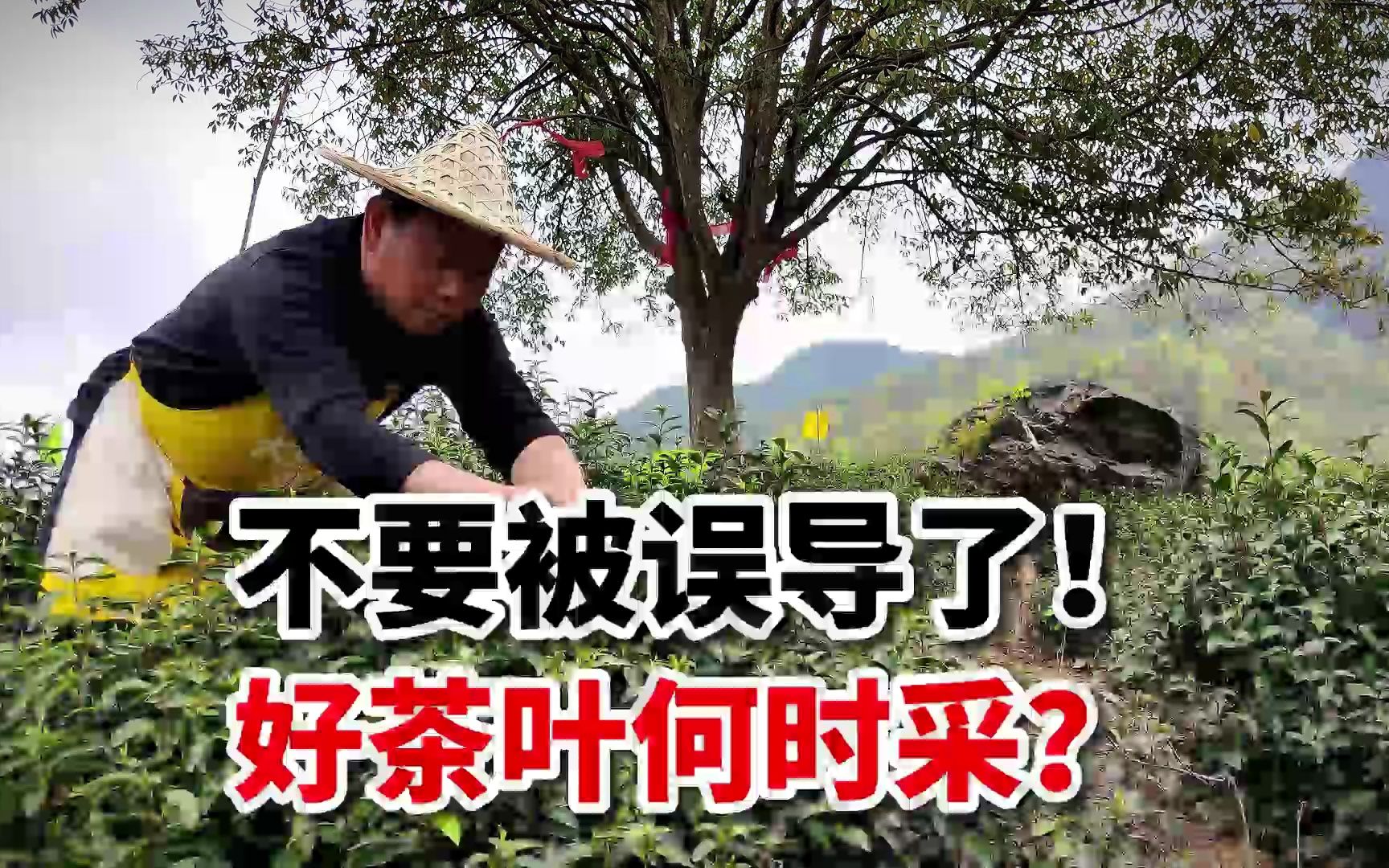 [图]低山茶已经上市，高山硒茶什么时候开采？带你上茶山看看