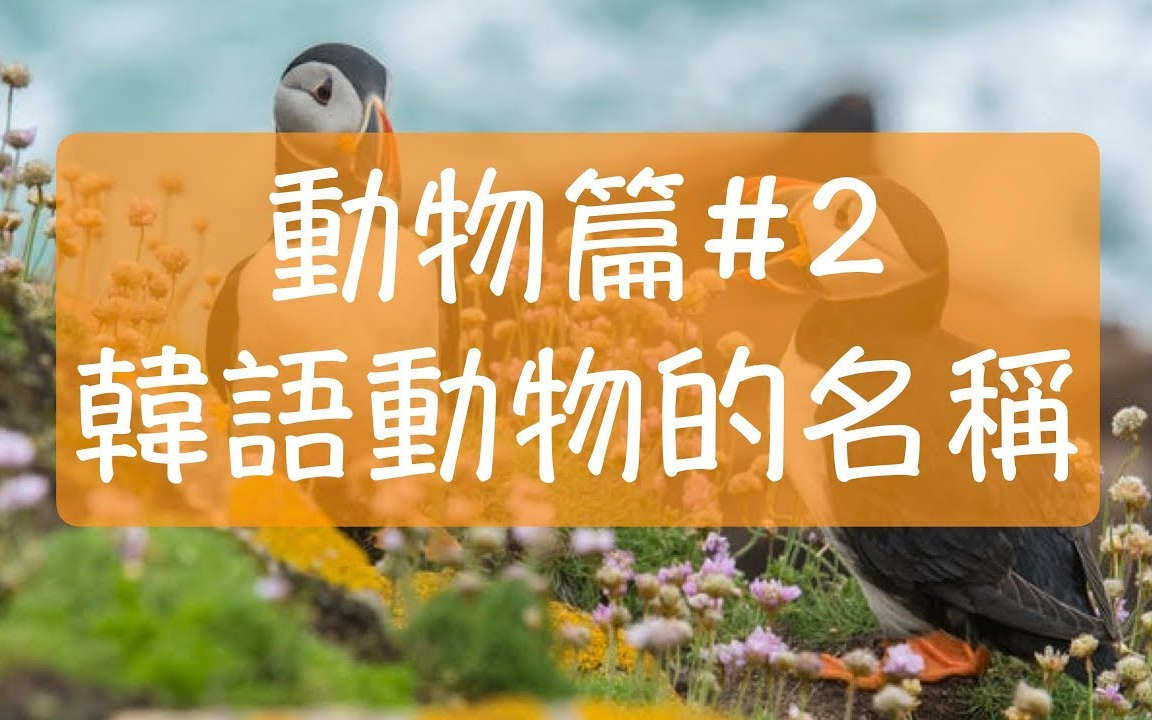 韩语单词 |韩语动物篇#2 | 韩语动物的名称 | 韩文单字|韩文教学|学韩文|韩语无尾熊 韩语猴子 怎么说呢?哔哩哔哩bilibili