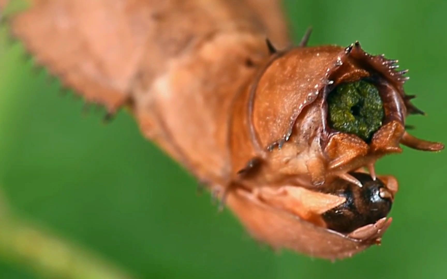 澳洲幽灵竹节虫产卵