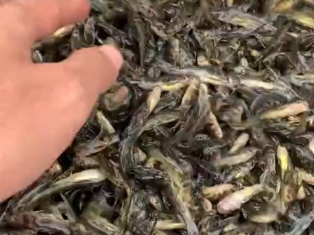 黄骨鱼苗 #放生鱼苗 优质黄骨鱼鱼苗 广州良口鱼苗场