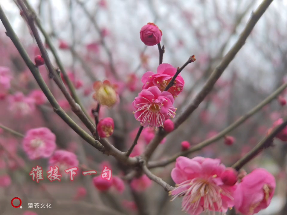 诗情画意,只配美景