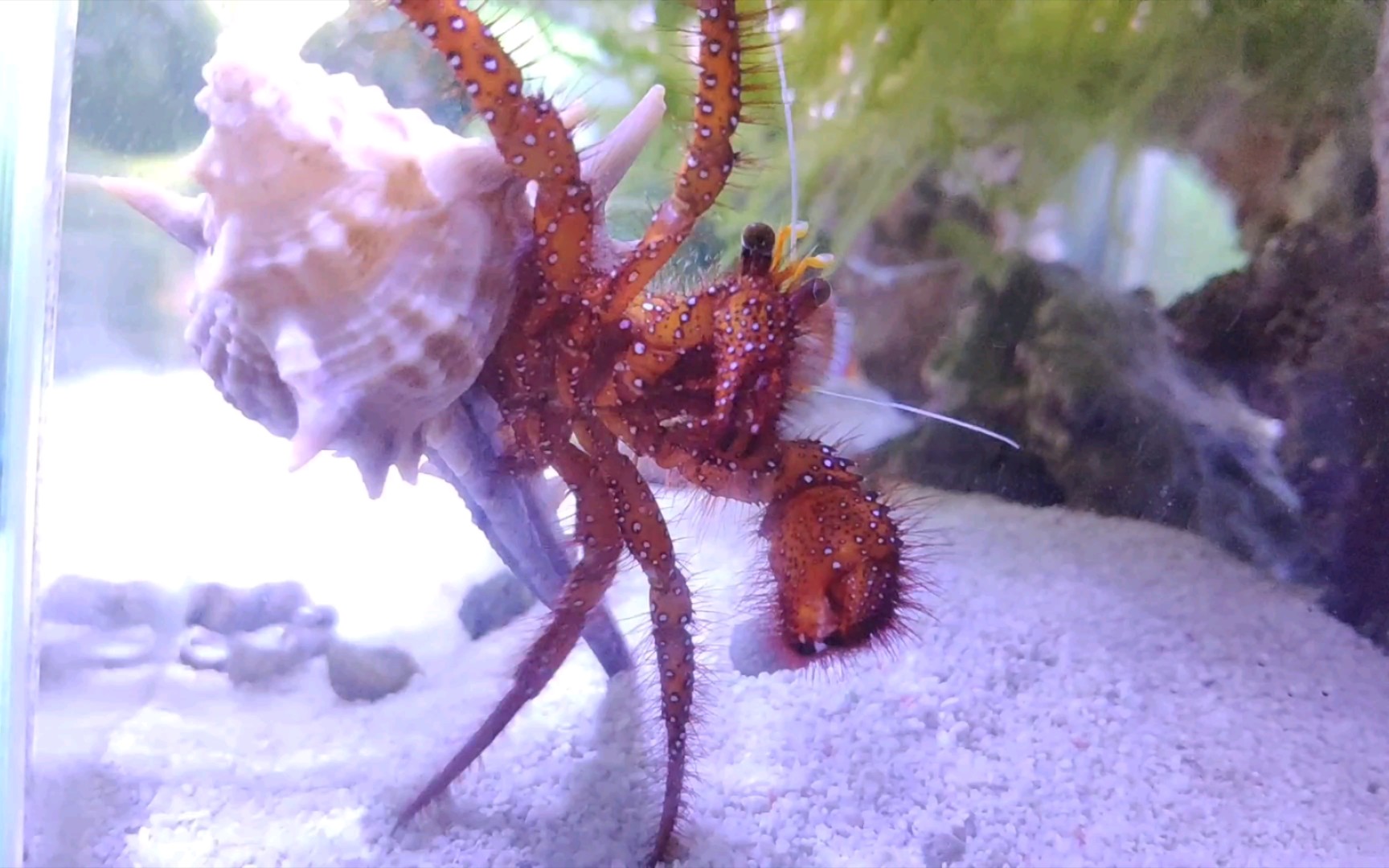 海缸红脚寄居蟹超凶