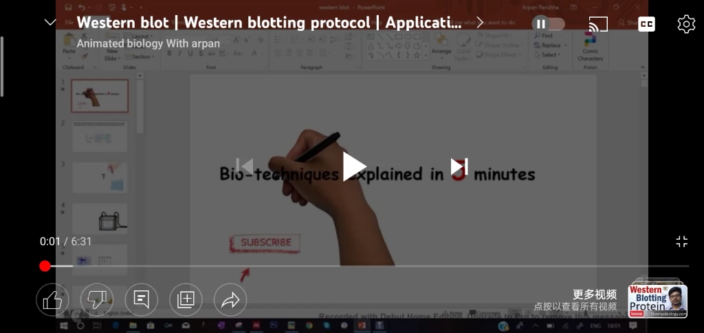 蛋白质免疫印迹western blot 简称 WB 检测蛋白表达的最常用方法,快来看看吧~哔哩哔哩bilibili