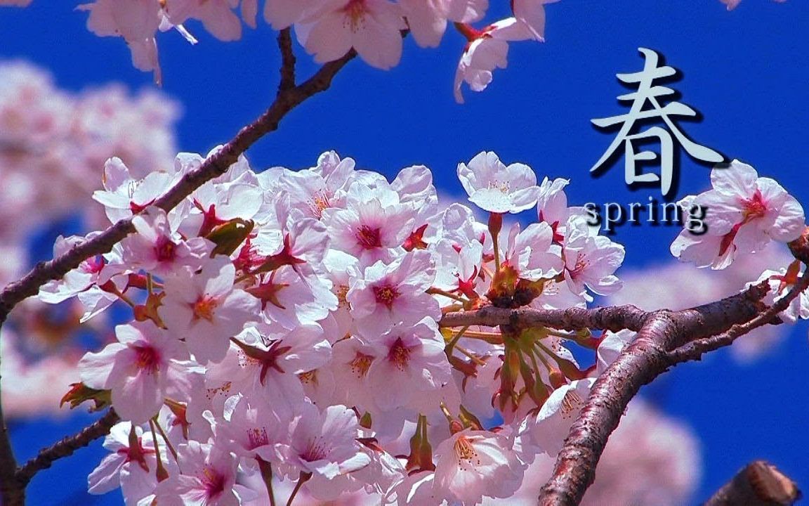 「八ヶ岳の四季」(春)治愈自然映像 絶景