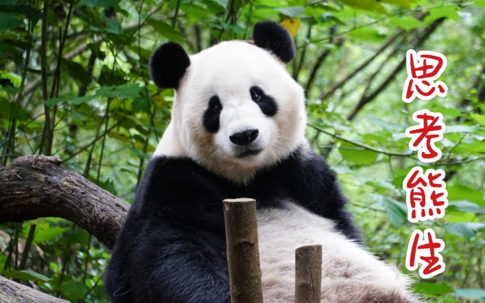 【大熊猫福福】发呆的福嗲嗲 看不出来已经19岁了