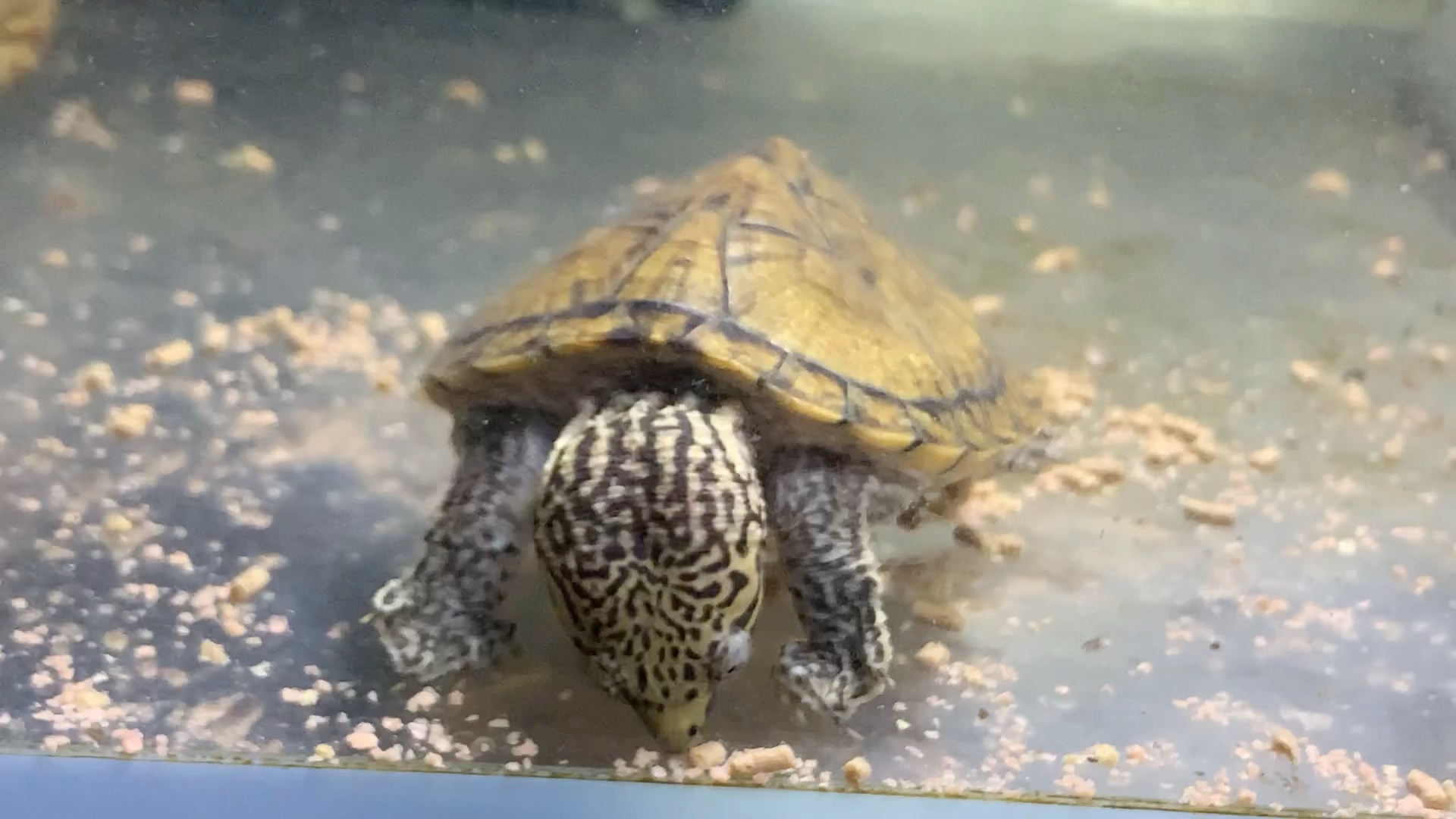 虎纹蛋龟,长大了一点,挺能吃的这一只.