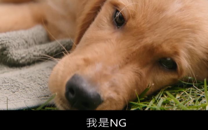 ng來介紹一部我又回來啦的電影一條狗的使命adogspurpose