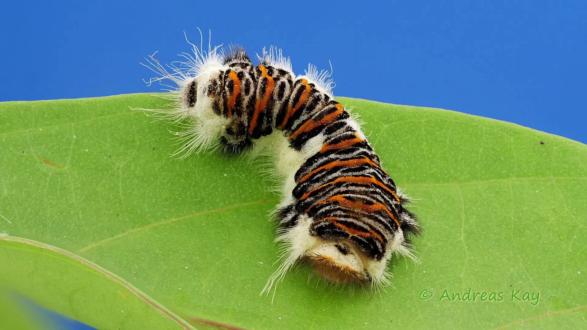 毛毛虫虎皮毛虫tigerskincaterpillar