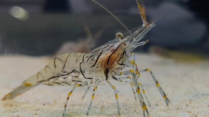 黄点玻璃虾 palaemon serrifer