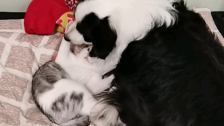 猫狗双全,和谐共处?不存在的_哔哩哔哩_bilibili