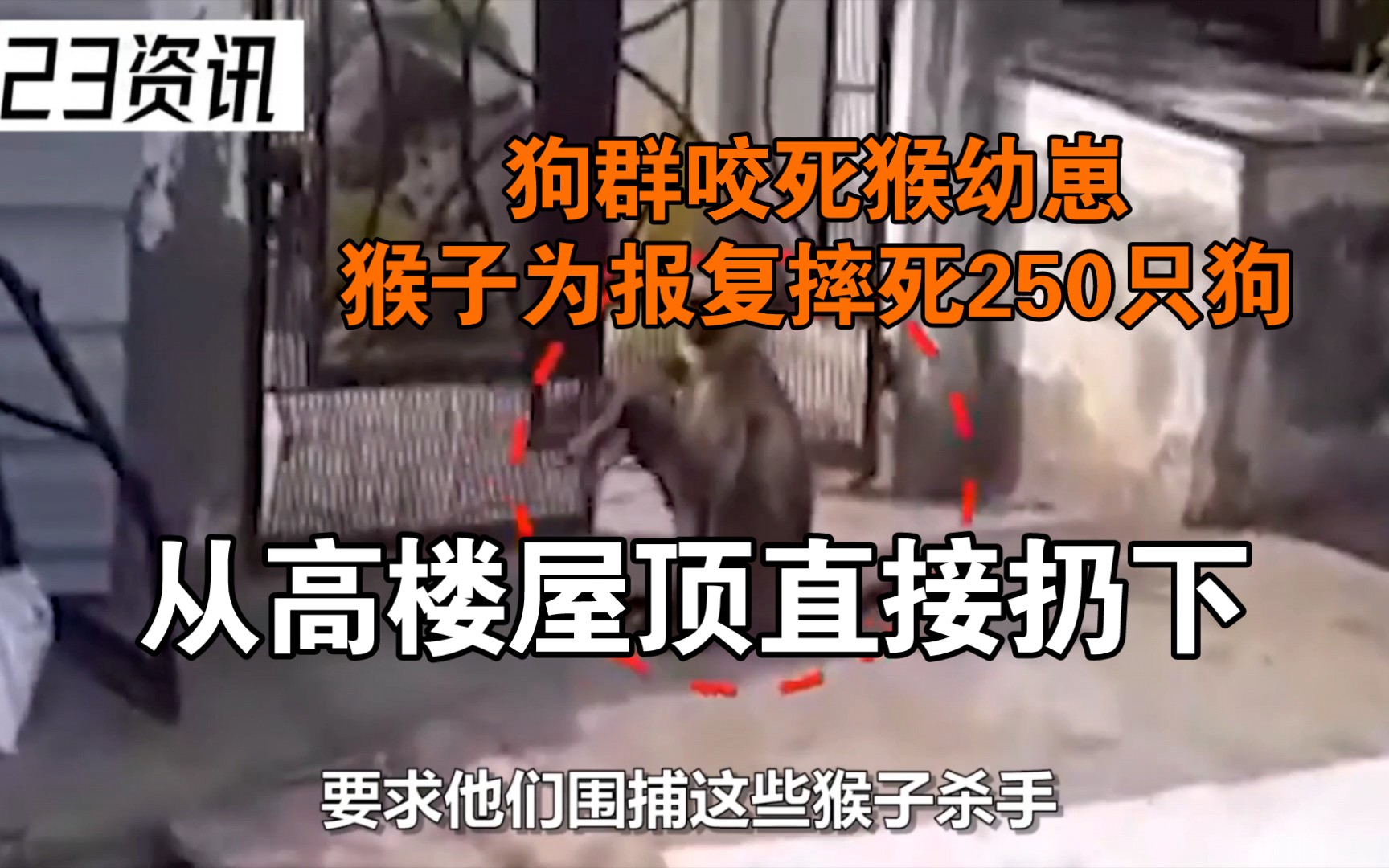 猴子摔死250只狗图片