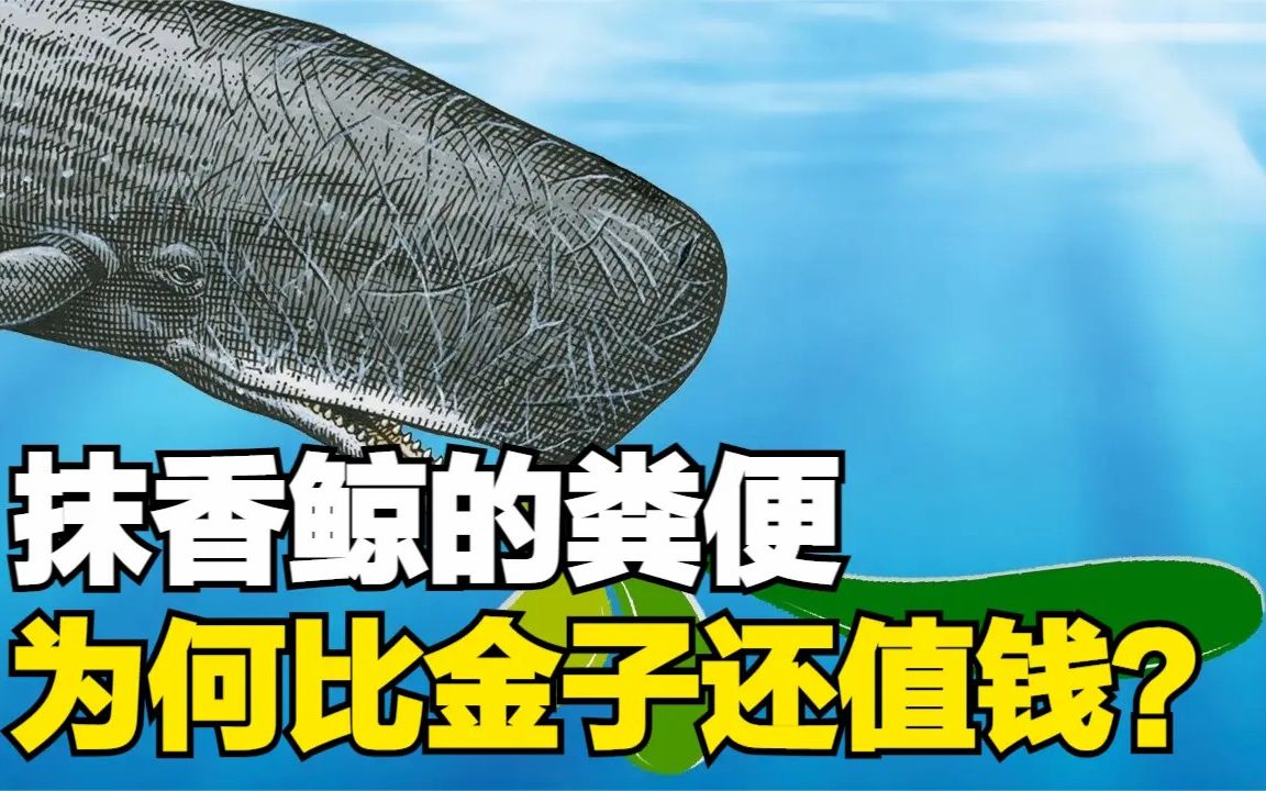 抹香鲸的粪便到底有何神奇之处为何它的粪便比金子还值钱