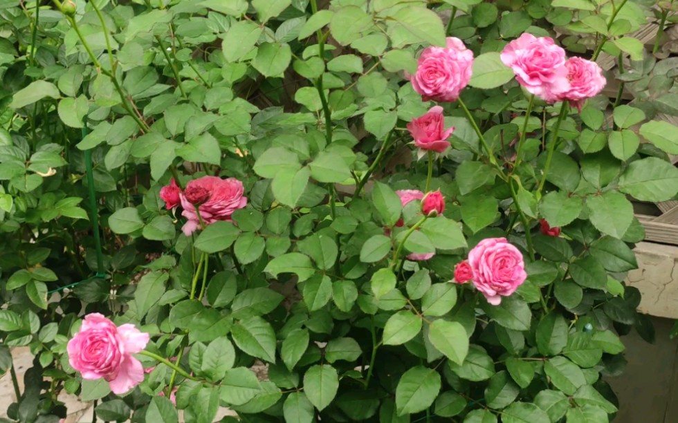 盛夏的月季~神仆~河本月季夏天依旧开花不断