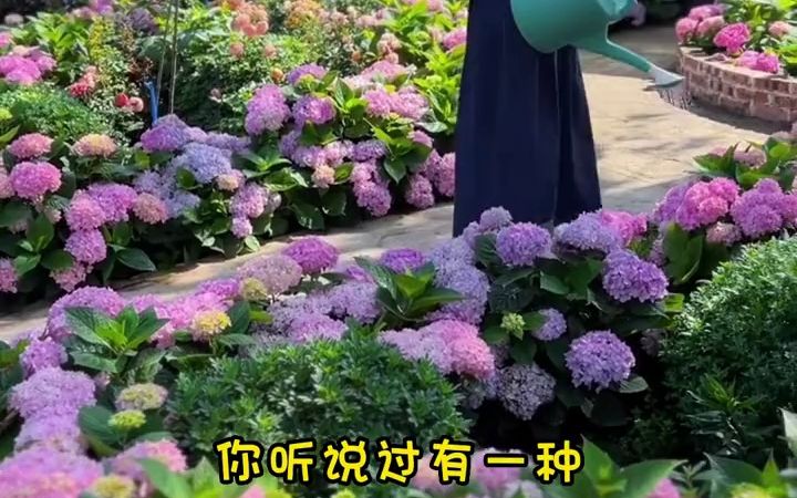 [图]景区专供秀气花籽，庭院边坡绿化美观，四季开花，抗旱耐寒！