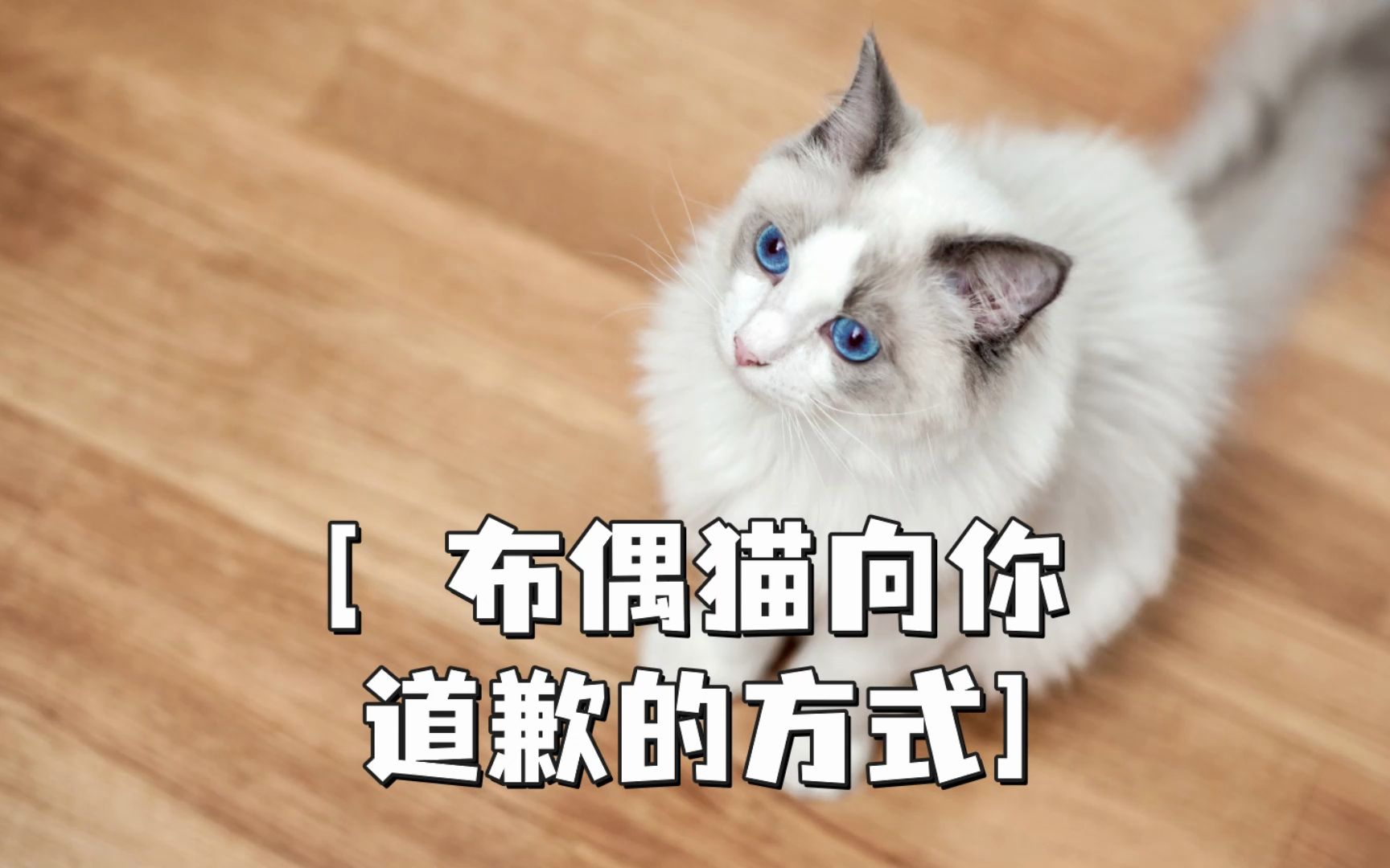 [图]布偶猫的这几个行为，是在向你道歉，别不清楚！