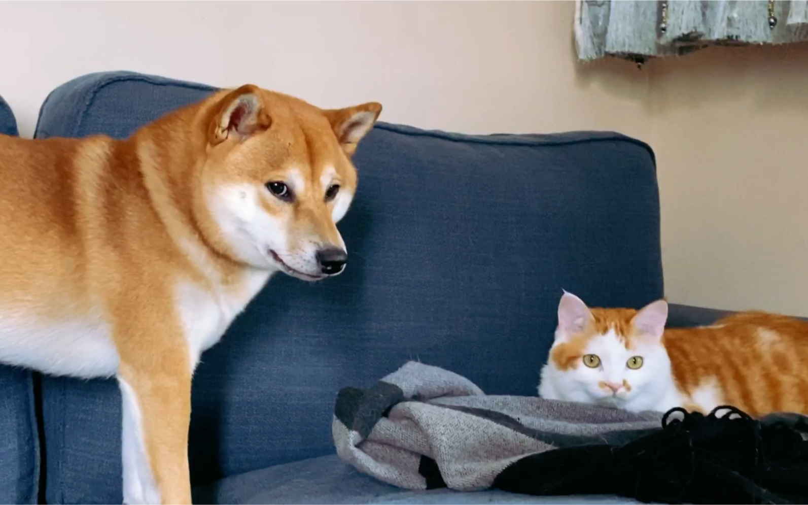 【柴犬橘猫】福禄日常021014_哔哩哔哩 (゜-゜)つロ 干杯~-bilibili