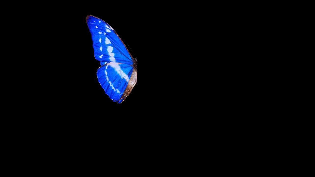 蝴蝶aeparticular制作