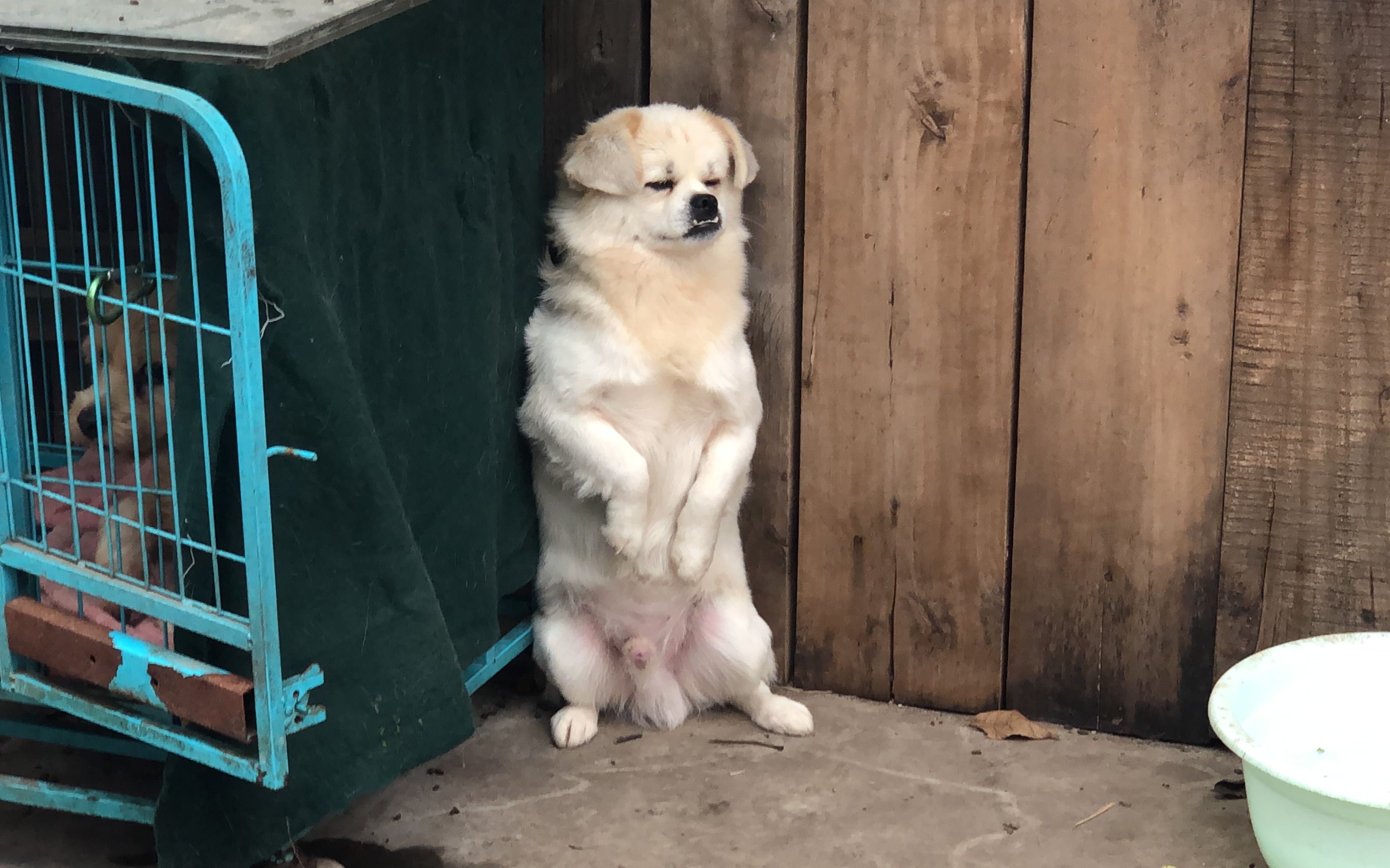 给近期救助的18只狗狗打疫苗&被迫罚站的狗狗可怜又可爱