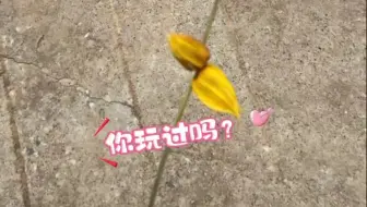 急急急！谁还记得小时候叫它什么？青海人儿时乡野田间的玩具