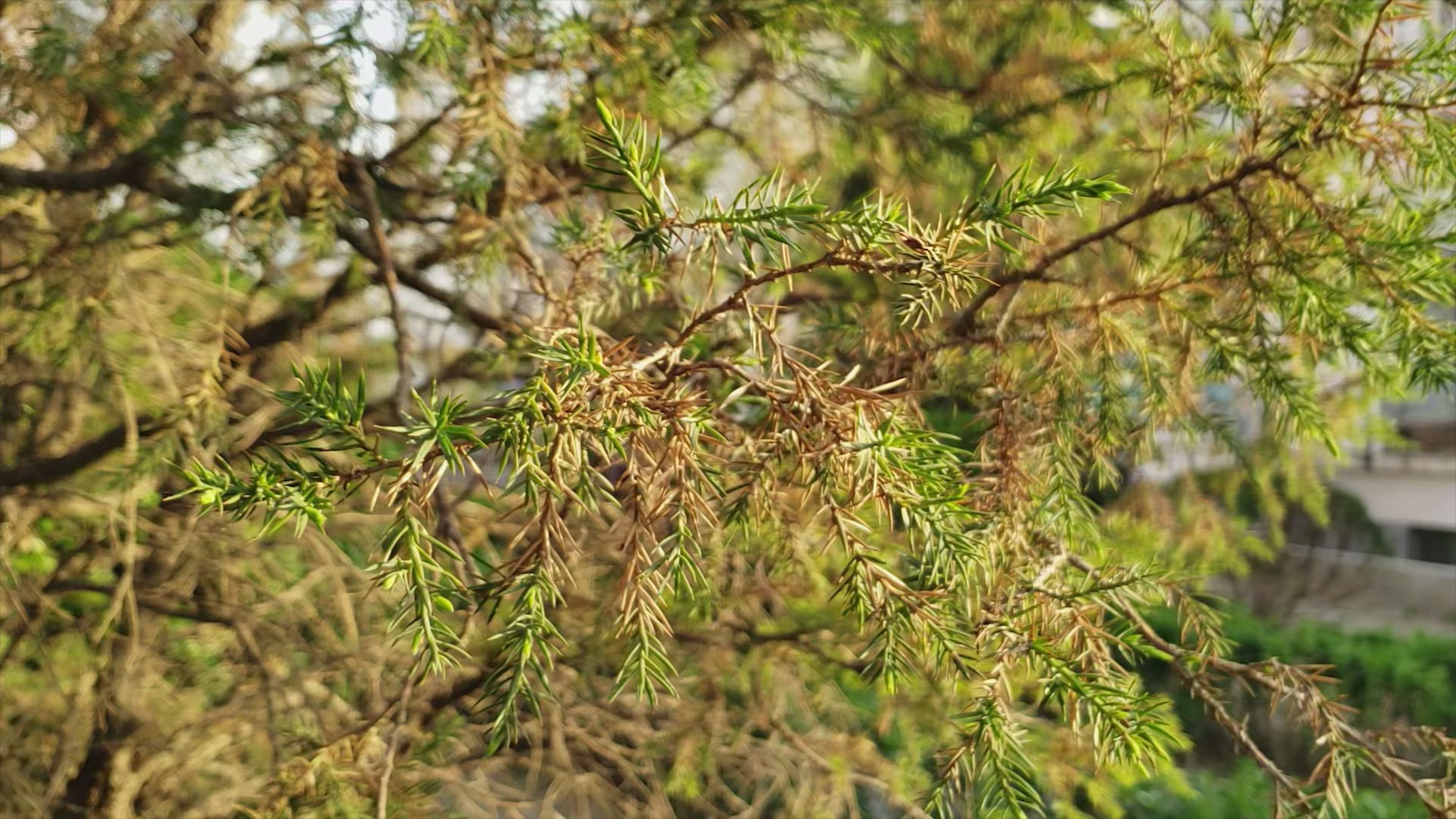 [图]【真4K】4K120fps测试视频