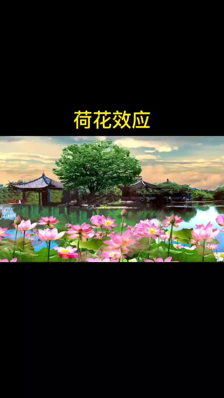 令人叫绝的心理学效应——荷花效应哔哩哔哩bilibili